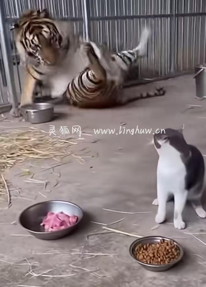 师傅一声吼，老虎也要抖三抖！